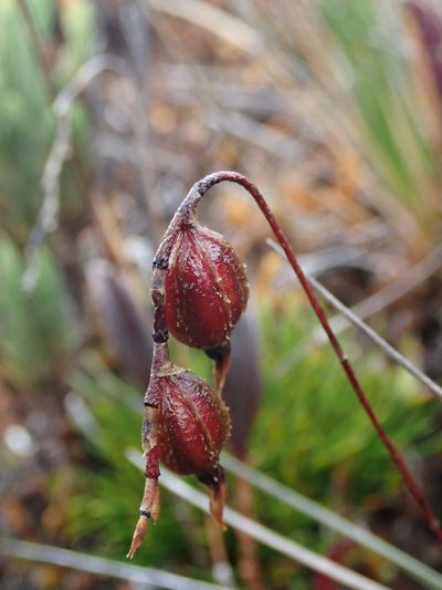 Draconanthes aberrans, photographed by Nolan Exe