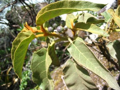 Solanum glutinosum, photographed by cstobie