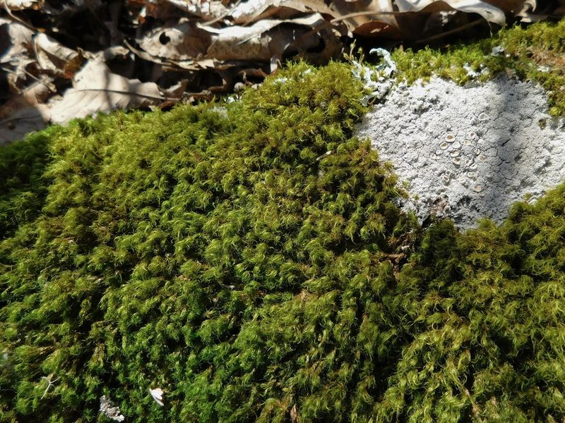Orthodicranum montanum, photographed by Michael J. Papay