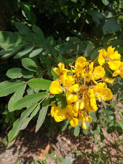 Senna velutina, photographed by Cristiane Colodel