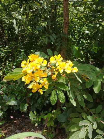 Senna velutina, photographed by Cristiane Colodel