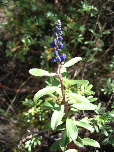 Monnina salicifolia, photographed by cstobie