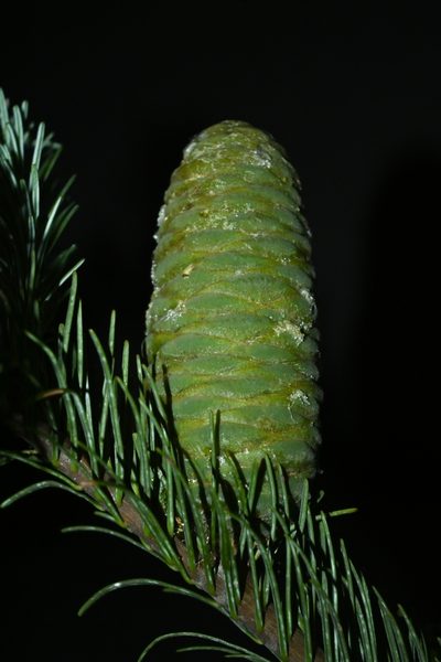Abies jaliscana, photographed by Dante S. Figueroa