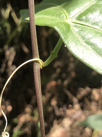 Passiflora coriacea, photographed by Skjold Søndergaard