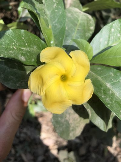 Tabernaemontana grandiflora, photographed by Skjold Søndergaard