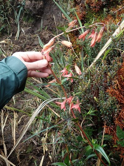 Gentianella splendens, photographed by Nolan Exe