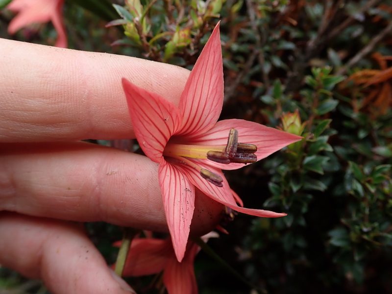 Gentianella splendens, photographed by Nolan Exe