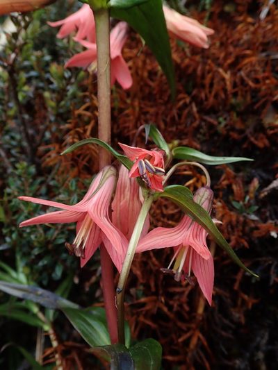 Gentianella splendens, photographed by Nolan Exe