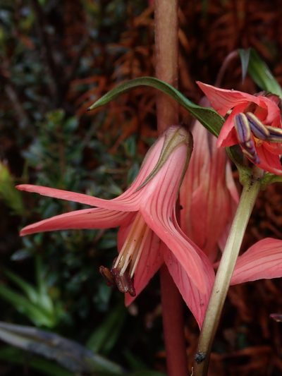 Gentianella splendens, photographed by Nolan Exe