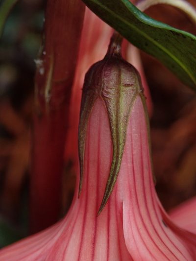 Gentianella splendens, photographed by Nolan Exe