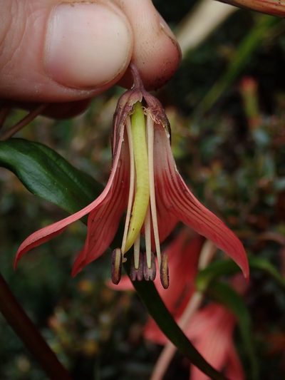 Gentianella splendens, photographed by Nolan Exe