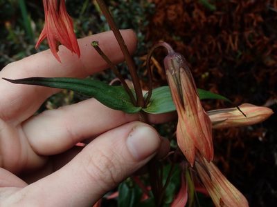 Gentianella splendens, photographed by Nolan Exe