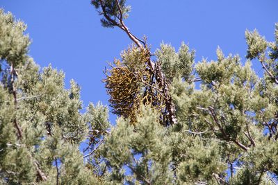 Phoradendron juniperinum, photographed by Rose Zappa
