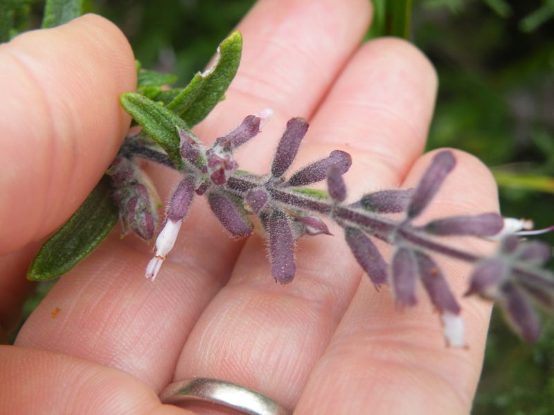 Syncolostemon albiflorus, photographed by Antoinette Eyssell Knox