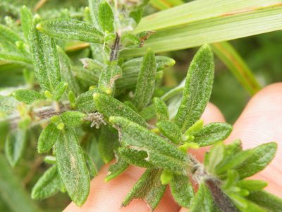 Syncolostemon albiflorus, photographed by Antoinette Eyssell Knox