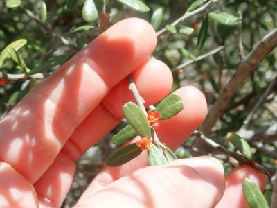 Castela erecta, photographed by Natalie Waddell-Rutter