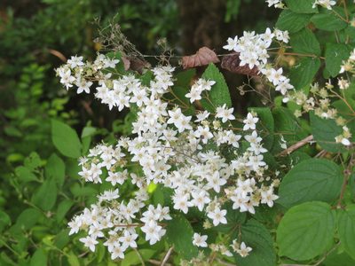 Deutzia gracilis, photographed by Marco Mussita