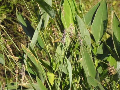 Thalia multiflora, photographed by Eduardo Luis Beltrocco