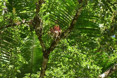 Vriesea rodigasiana, photographed by Cajá-manga