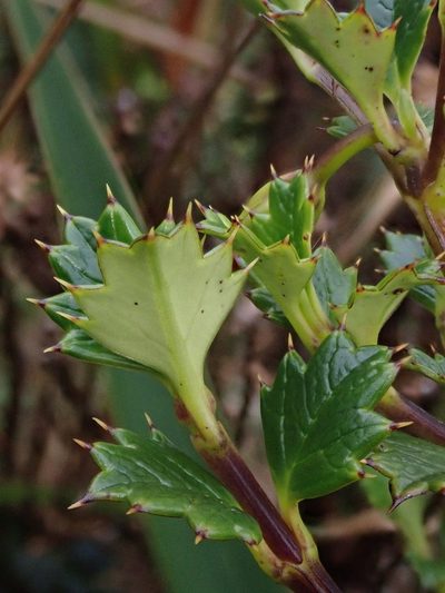 Desfontainia splendens, photographed by Nolan Exe