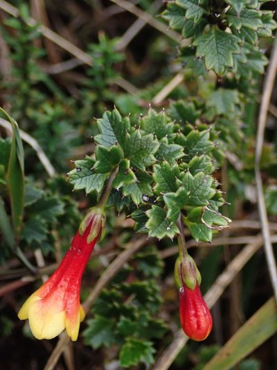 Desfontainia splendens, photographed by Nolan Exe