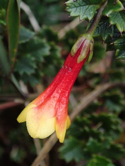 Desfontainia splendens, photographed by Nolan Exe