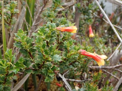 Desfontainia splendens, photographed by Nolan Exe