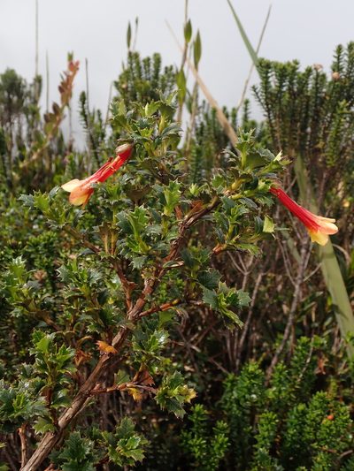 Desfontainia splendens, photographed by Nolan Exe