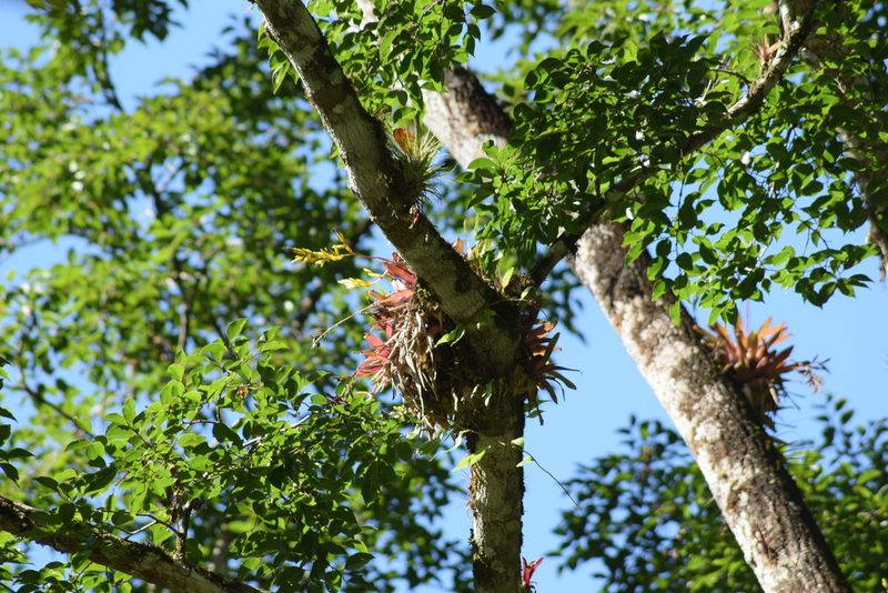 Vriesea rodigasiana, photographed by Cajá-manga