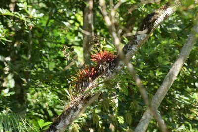 Vriesea rodigasiana, photographed by Cajá-manga