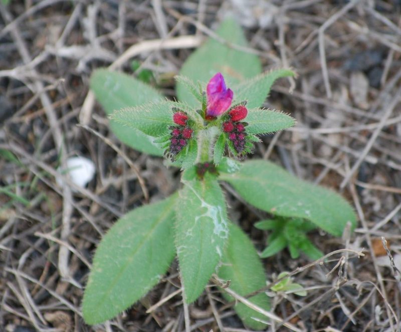 Echium pitardii, photographed by Mirela
