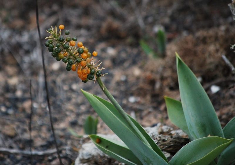 Scilla latifolia, photographed by Mirela