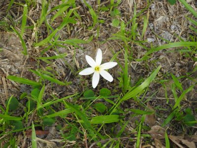 Zephyranthes candida, photographed by Eduardo Luis Beltrocco