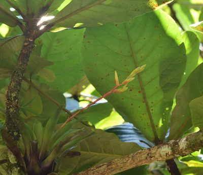 Vriesea rodigasiana, photographed by Cajá-manga