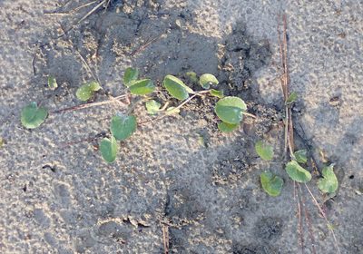 Centella erecta, photographed by Mike Duran