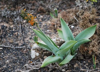 Scilla latifolia, photographed by Mirela