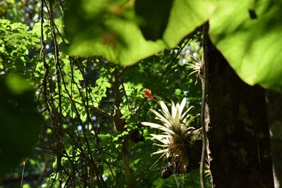 Vriesea carinata, photographed by Cajá-manga