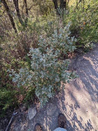 Malacothamnus jonesii, photographed by Tom and T Herman
