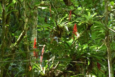 Vriesea ensiformis, photographed by Cajá-manga