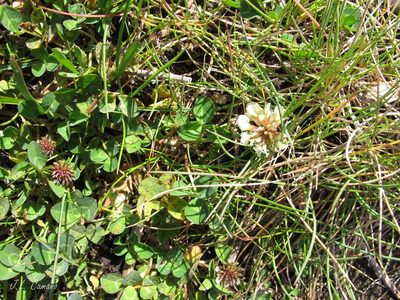Trifolium occidentale, photographed by José Luis Camaño