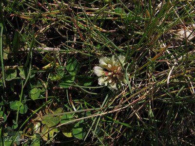 Trifolium occidentale, photographed by José Luis Camaño