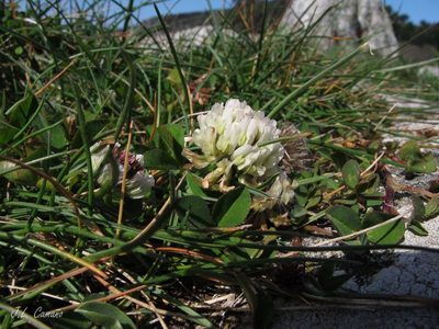 Trifolium occidentale, photographed by José Luis Camaño