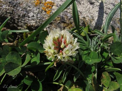 Trifolium occidentale, photographed by José Luis Camaño