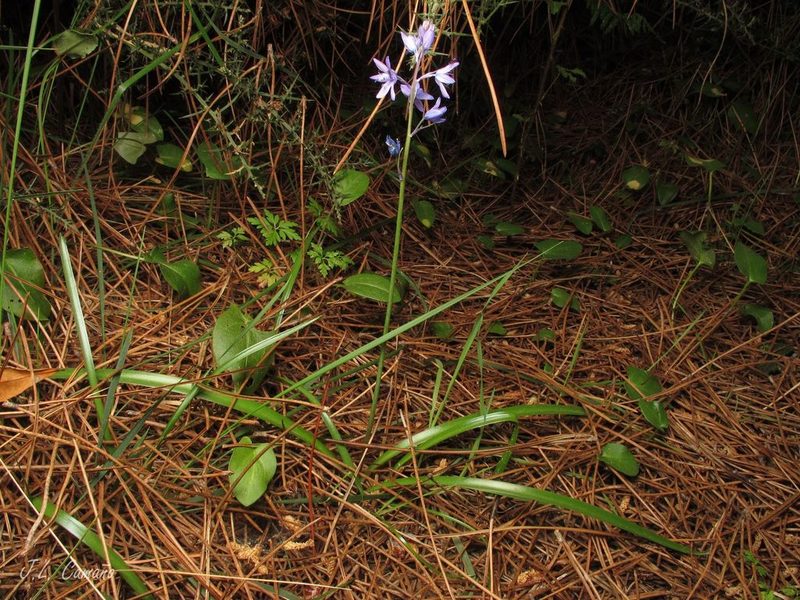 Hyacinthoides paivae, photographed by José Luis Camaño