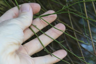 Capparis anomala, photographed by Greg Tasney