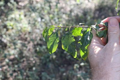 Turraea pubescens, photographed by Greg Tasney