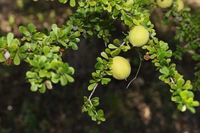 Pittosporum spinescens, photographed by Greg Tasney