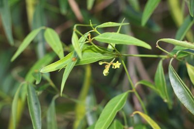 Secamone elliptica, photographed by Greg Tasney