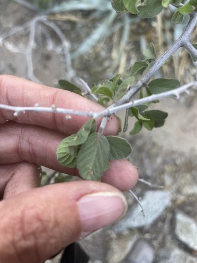 Colubrina californica, photographed by Sula Vanderplank