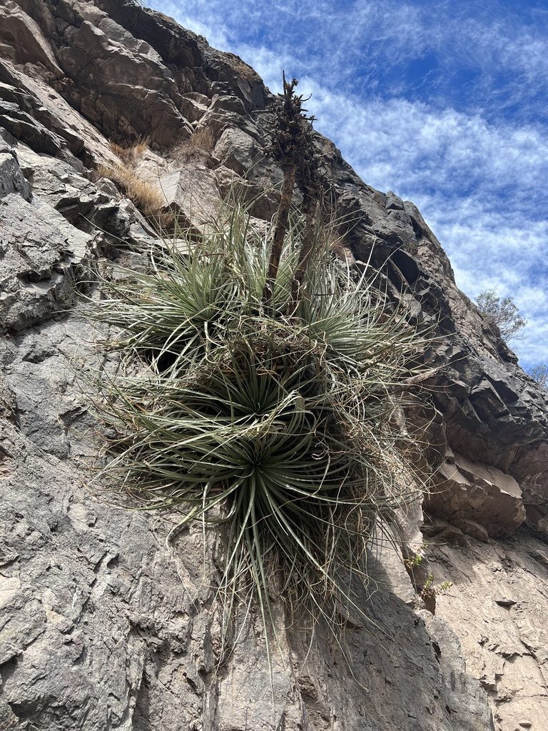 Puya alpestris, photographed by nmoorhatch
